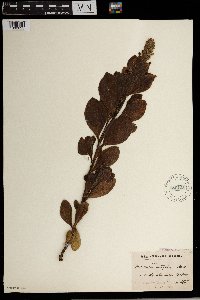 Image of Chascanum latifolium