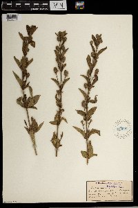 Lippia asperifolia image