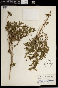 Lippia asperifolia image