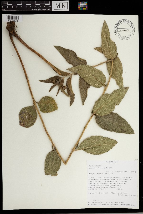 Lippia plicata image