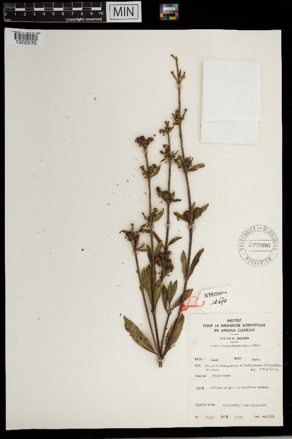 Lippia rehmannii image