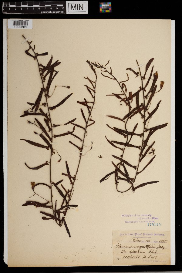 Ipomoea angustifolia image