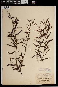 Image of Ipomoea angustifolia