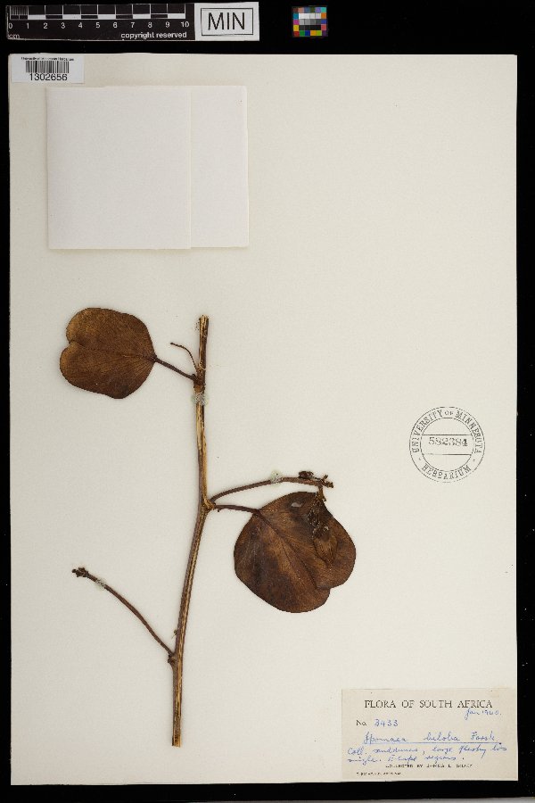 Ipomoea pes-caprae subsp. pes-caprae image