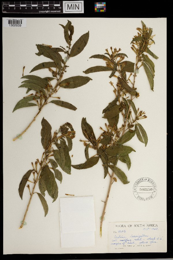 Cestrum laevigatum image