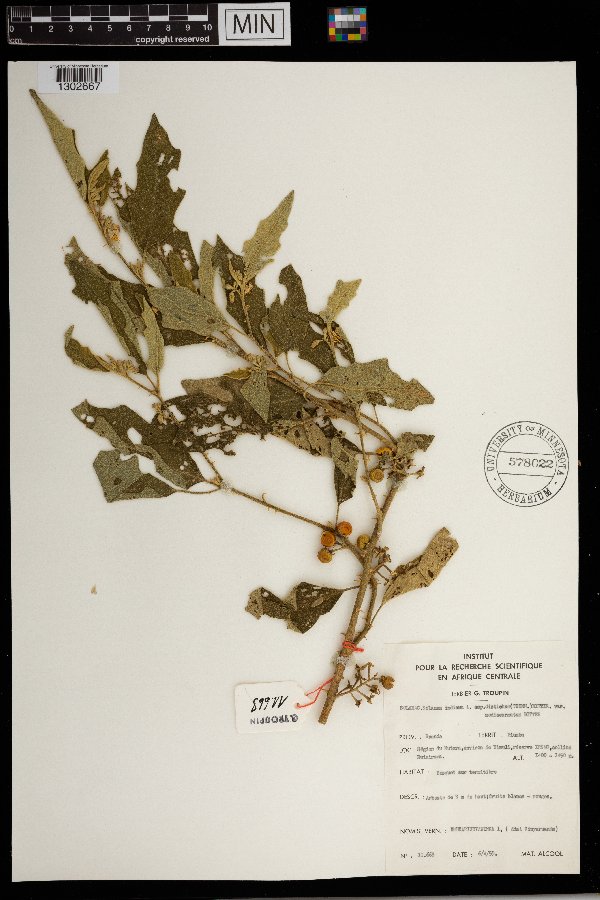 Solanum anguivi image