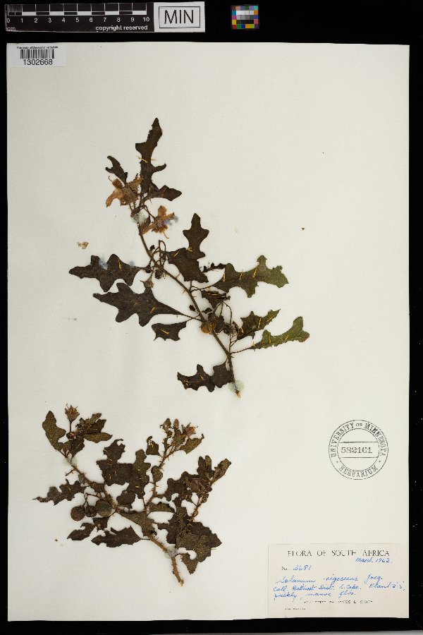 Solanum humile image
