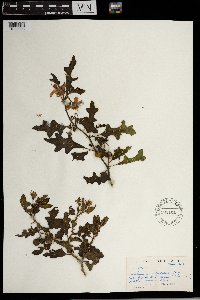 Solanum humile image