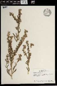 Image of Echium rauwolfii