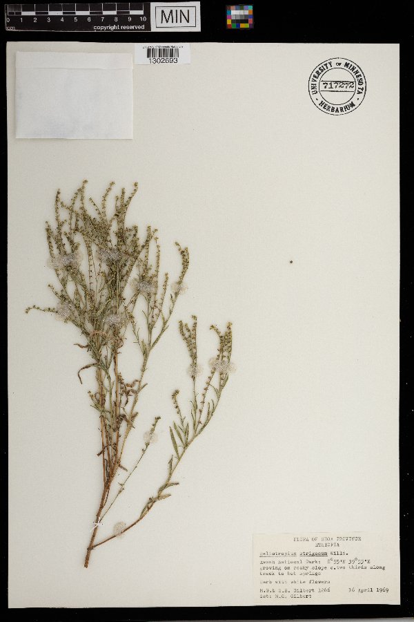 Heliotropium strigosum image