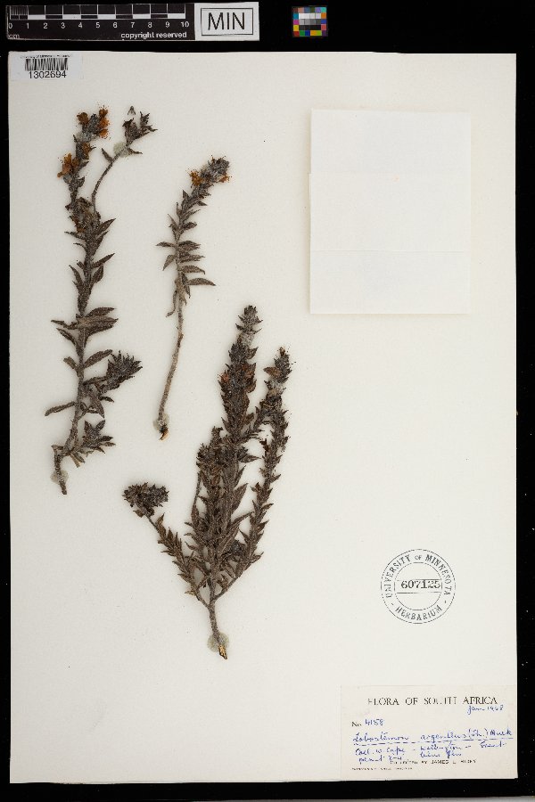 Lobostemon argenteus image