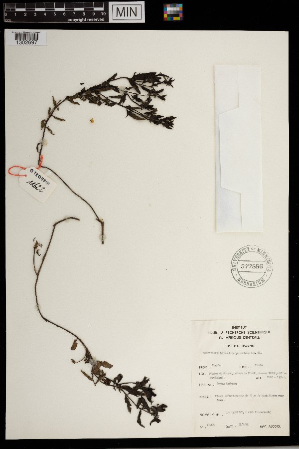 Cycnium tubulosum subsp. montanum image