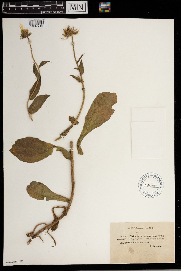 Calendula suffruticosa subsp. marginata image