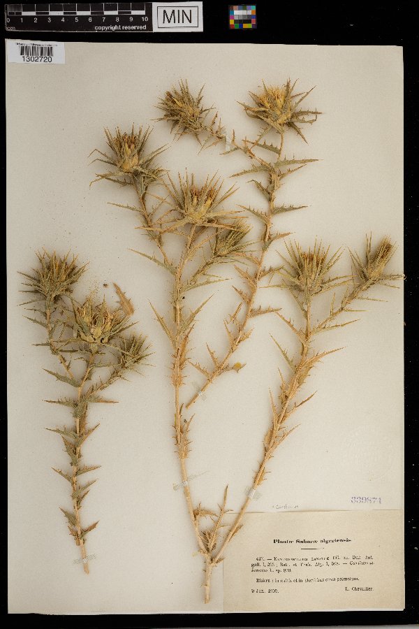 Carthamus lanatus image