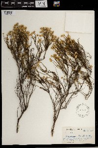 Chrysocoma ciliata image