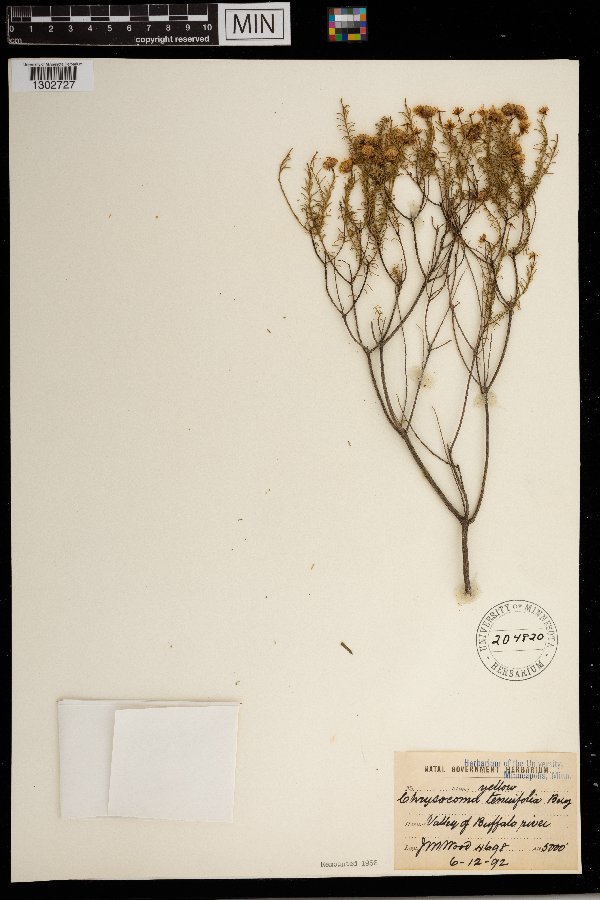 Chrysocoma ciliata image