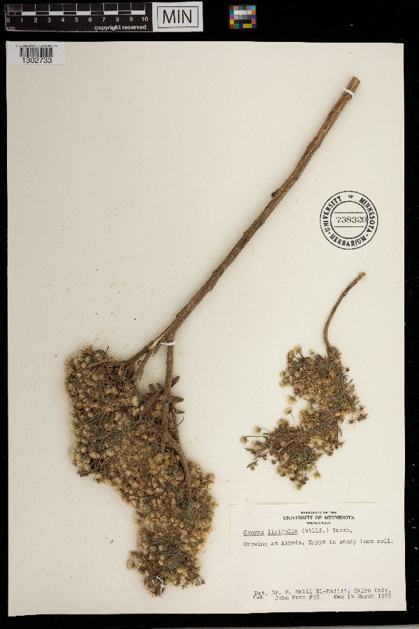 Conyza linifolia image