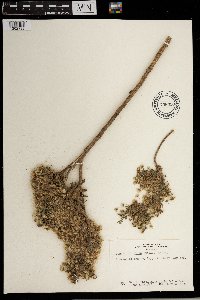 Conyza linifolia image
