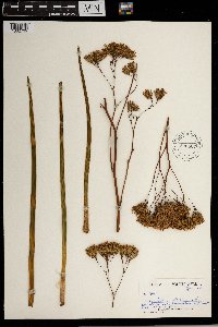 Image of Corymbium africanum