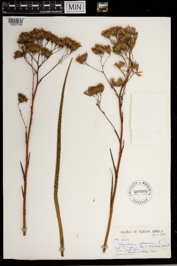 Corymbium africanum image