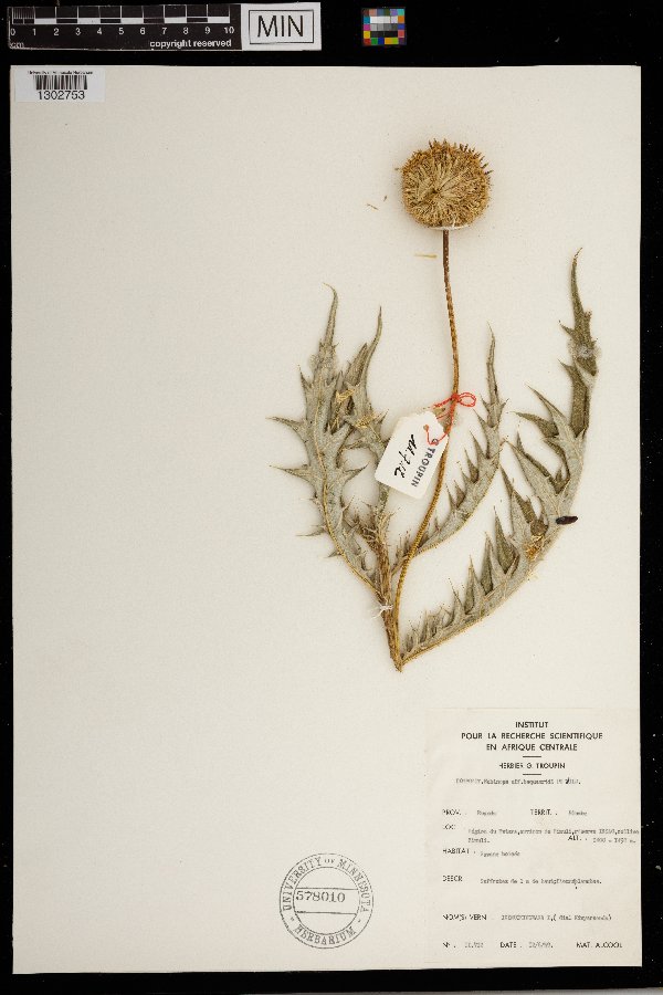 Echinops giganteus image