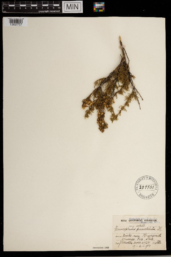 Eriocephalus punctulatus image