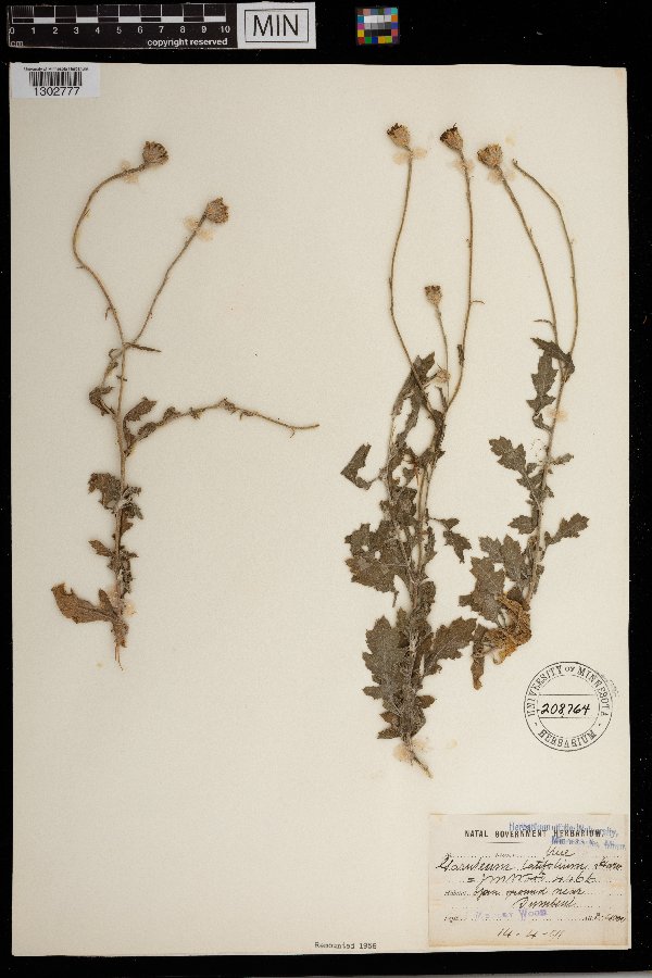Garuleum latifolium image
