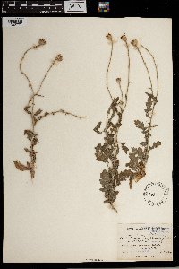 Image of Garuleum latifolium