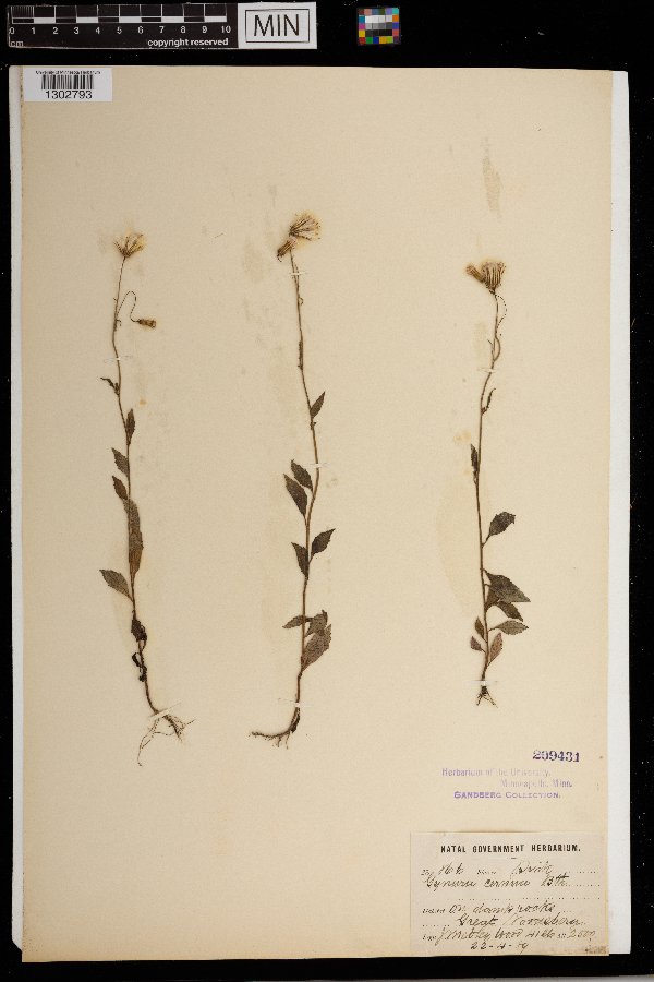 Crassocephalum rubens var. rubens image
