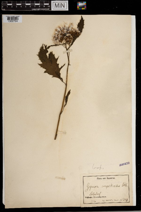 Crassocephalum crepidioides image