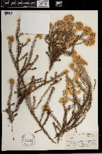 Helichrysum appendiculatum image