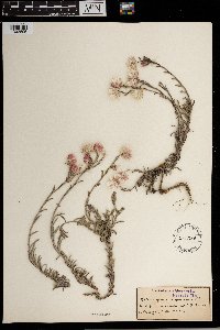 Image of Helichrysum argenteum
