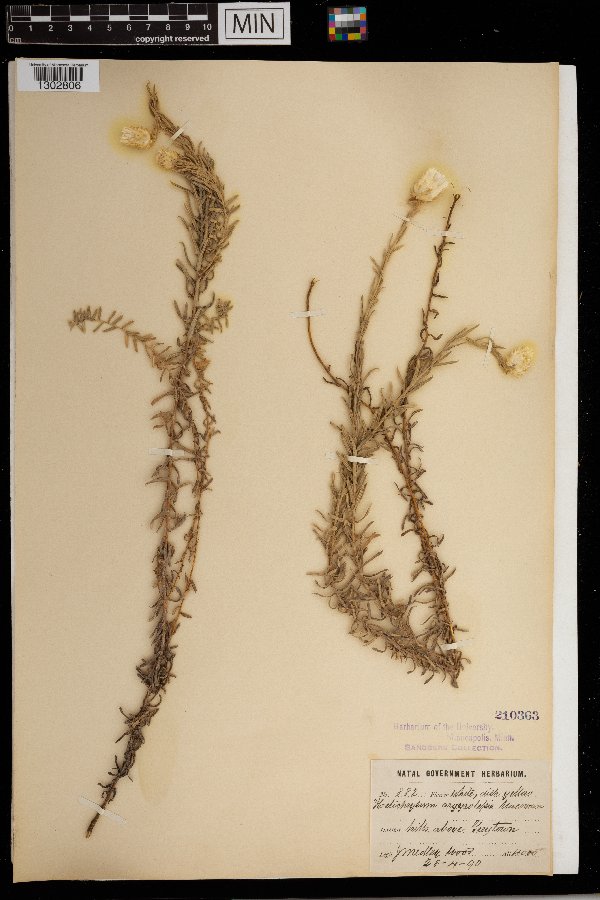 Helichrysum argyrolepis image