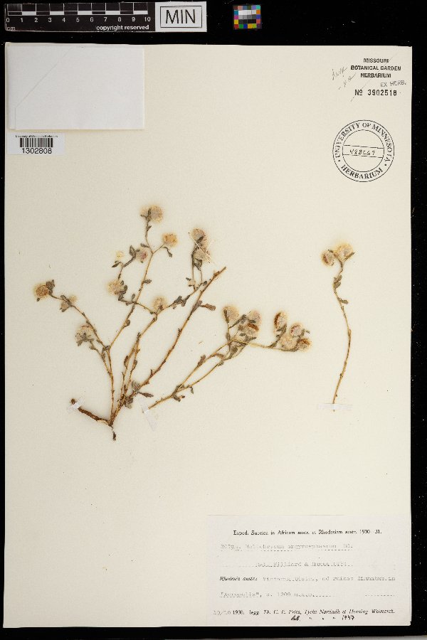 Helichrysum argyrosphaerum image