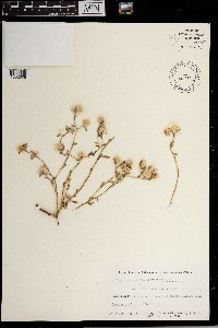 Image of Helichrysum argyrosphaerum