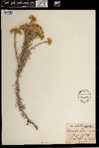 Image of Helichrysum callicomum