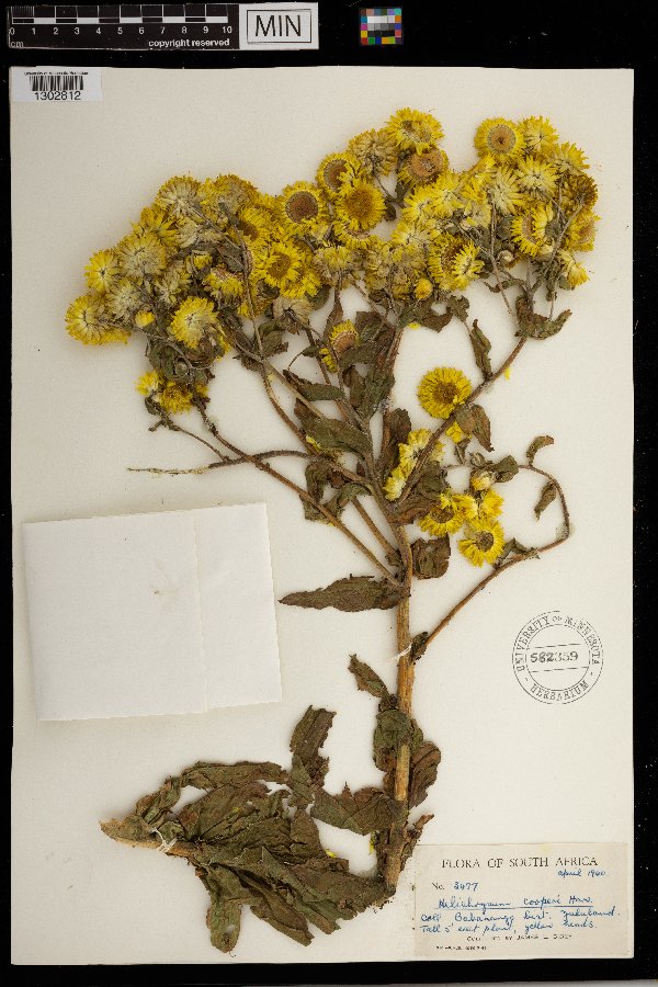Helichrysum cooperi image