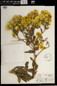 Image of Helichrysum cooperi