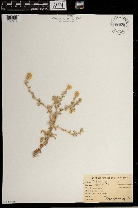 Image of Helichrysum crispum