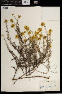 Image of Helichrysum cymosum