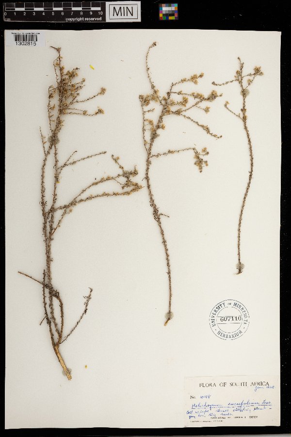 Helichrysum ericifolium image