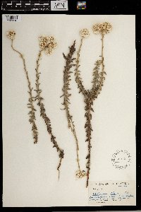 Image of Helichrysum felinum
