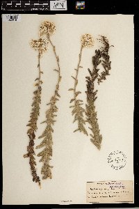 Helichrysum felinum image