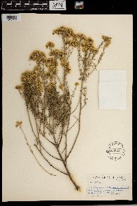 Image of Helichrysum kraussii