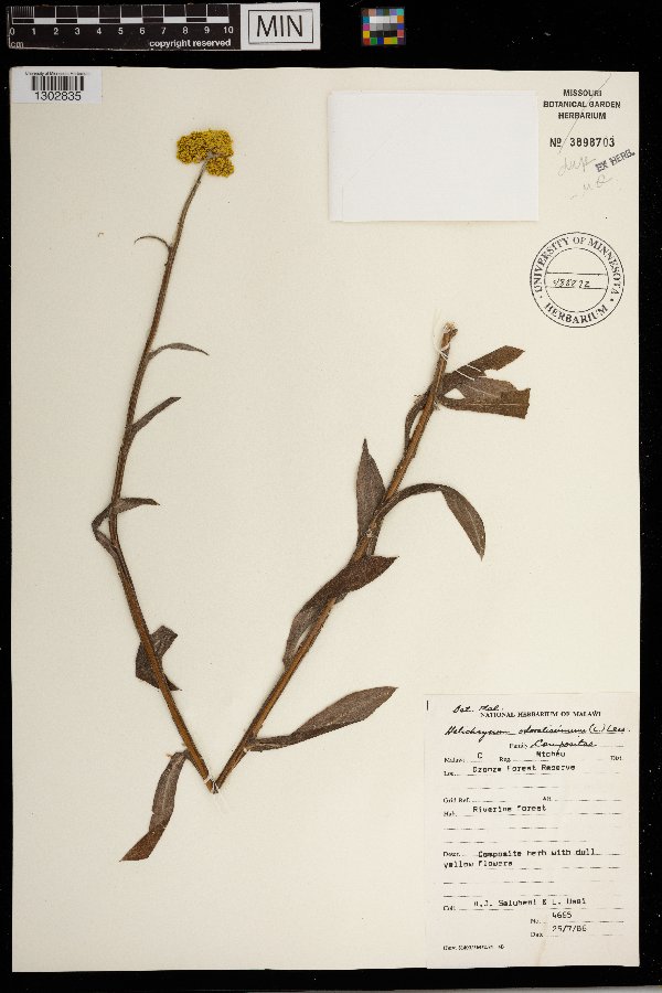 Helichrysum odoratissimum image