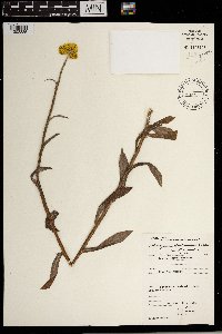 Image of Helichrysum odoratissimum