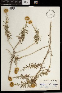 Helichrysum revolutum image
