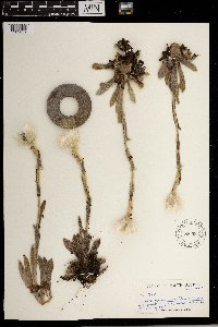 Image of Helichrysum ecklonis
