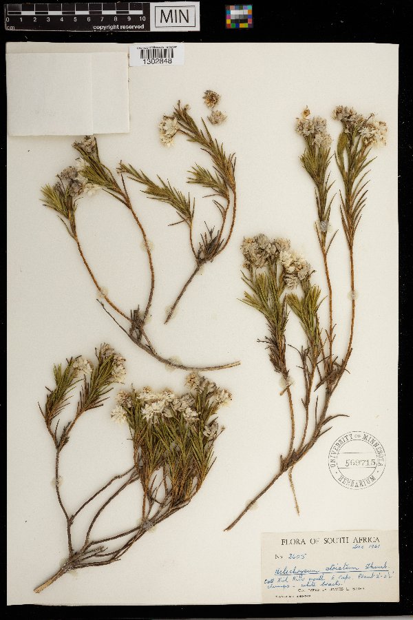 Achyranthemum striatum image