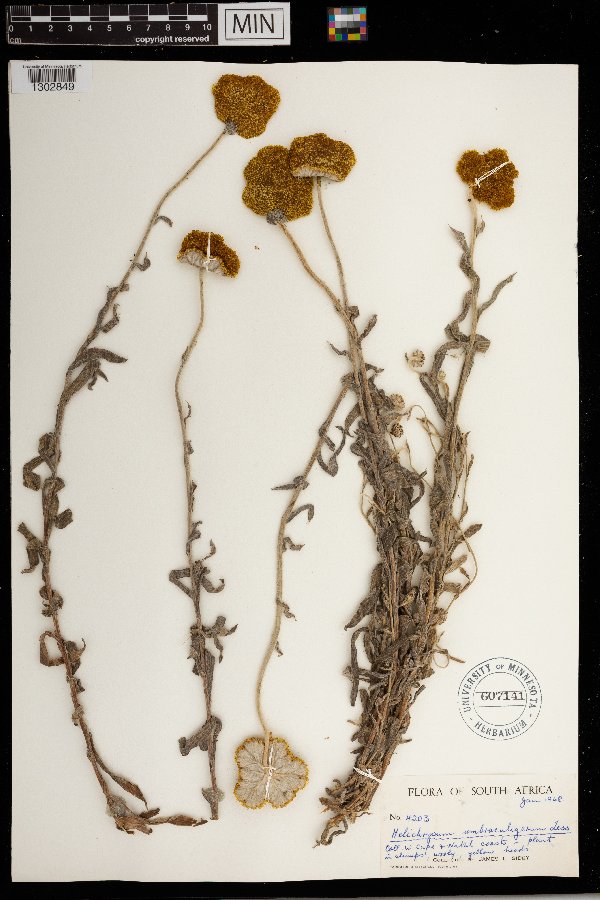 Helichrysum umbraculigerum image